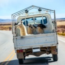 camionette-lamas-route-perou