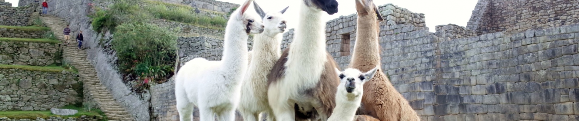 Famille de Lamas sur le Machu Picchu, Pérou