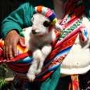folklore-tradition-cuzco-perou