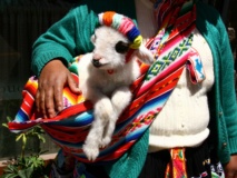folklore-tradition-cuzco-perou