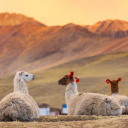 Lama Pérou