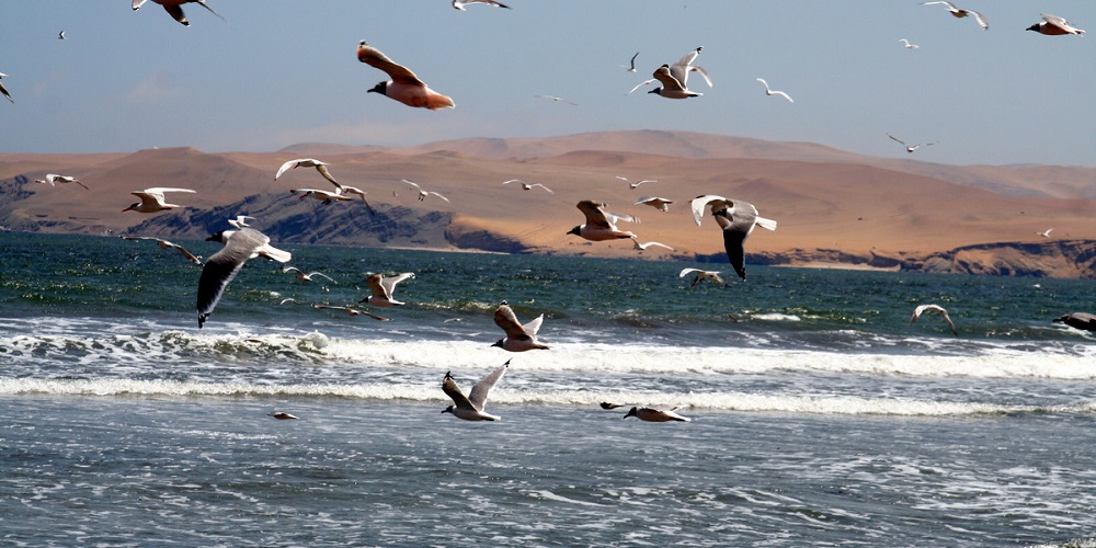 Paracas