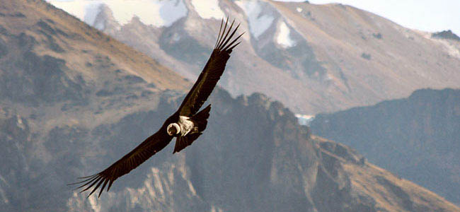 Photo voyage Perou : Decouverte du monde inca