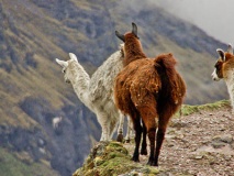 Trek-Perou-Trek-Lares