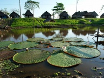 iquitos-perou