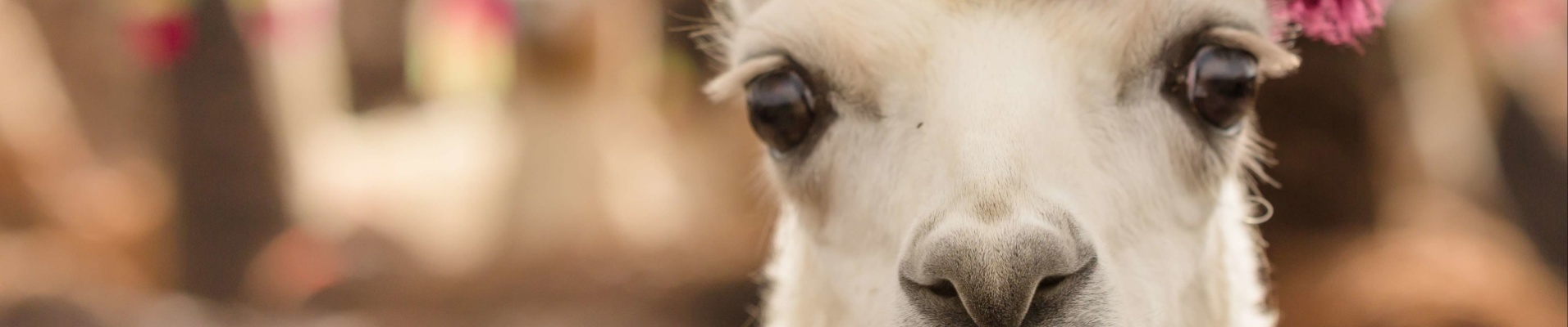 regard-lama-andes-perou