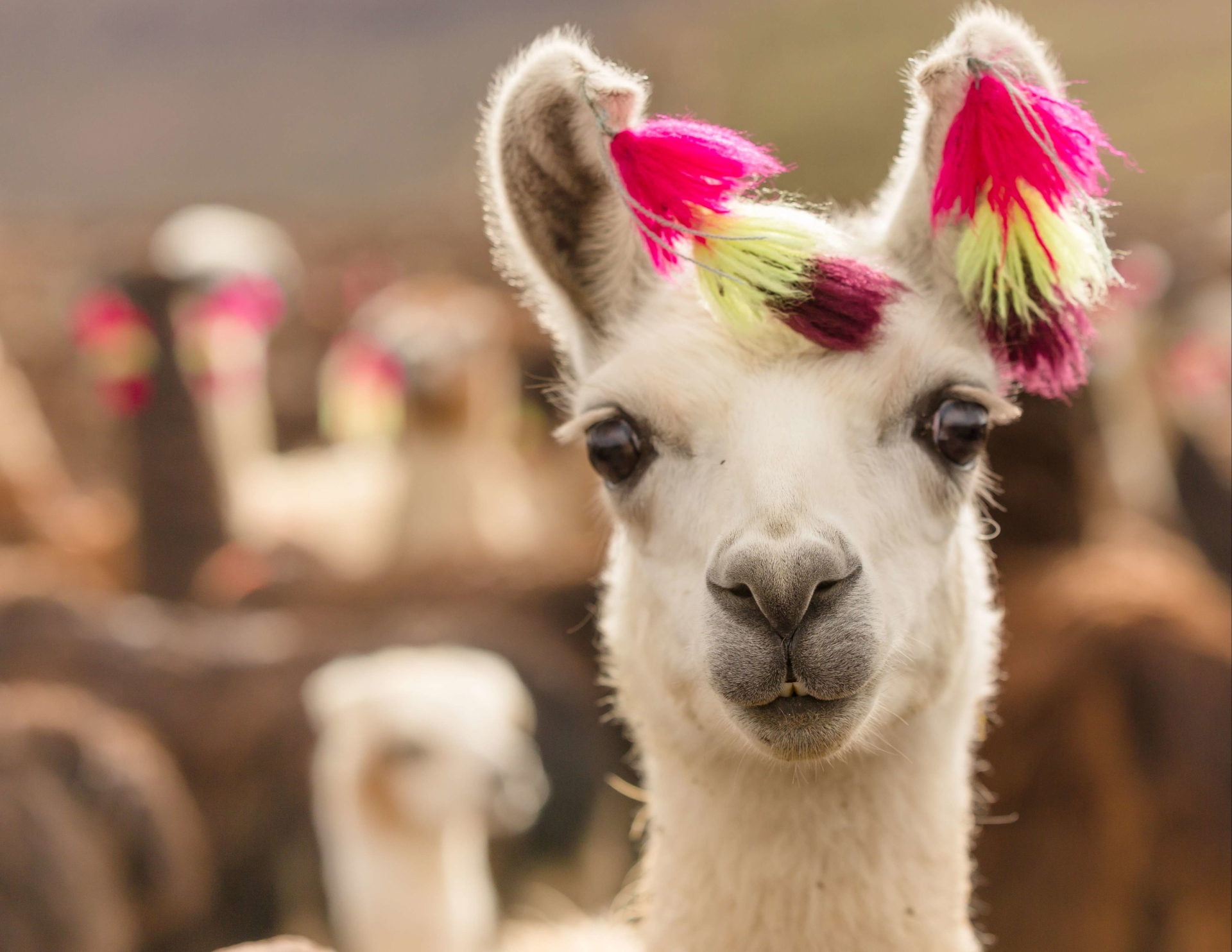 regard-lama-andes-perou