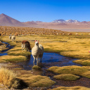 altiplano-lama-perou