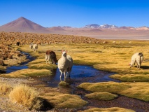 altiplano-lama-perou