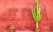cactus-santa-catalina-perou