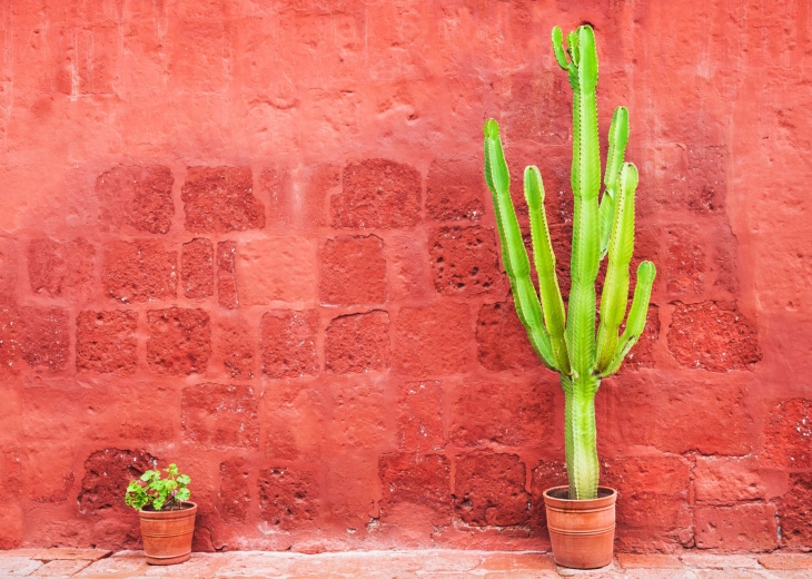 cactus-santa-catalina-perou