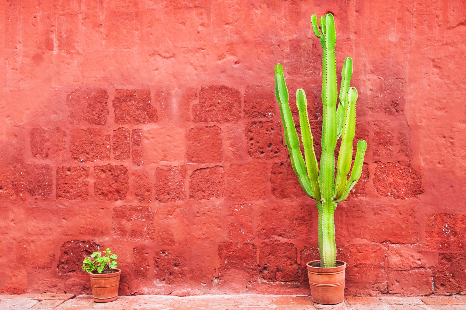cactus-santa-catalina-perou
