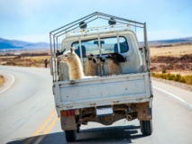 camionette-lamas-route-perou