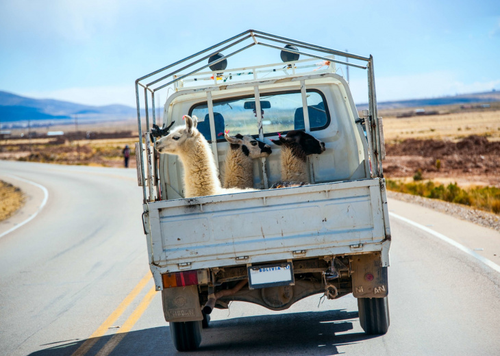 camionette-lamas-route-perou