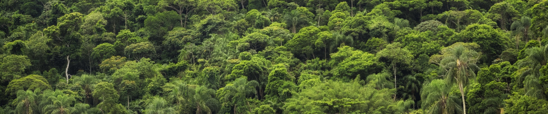 canopee-arbes-amazonie-perou