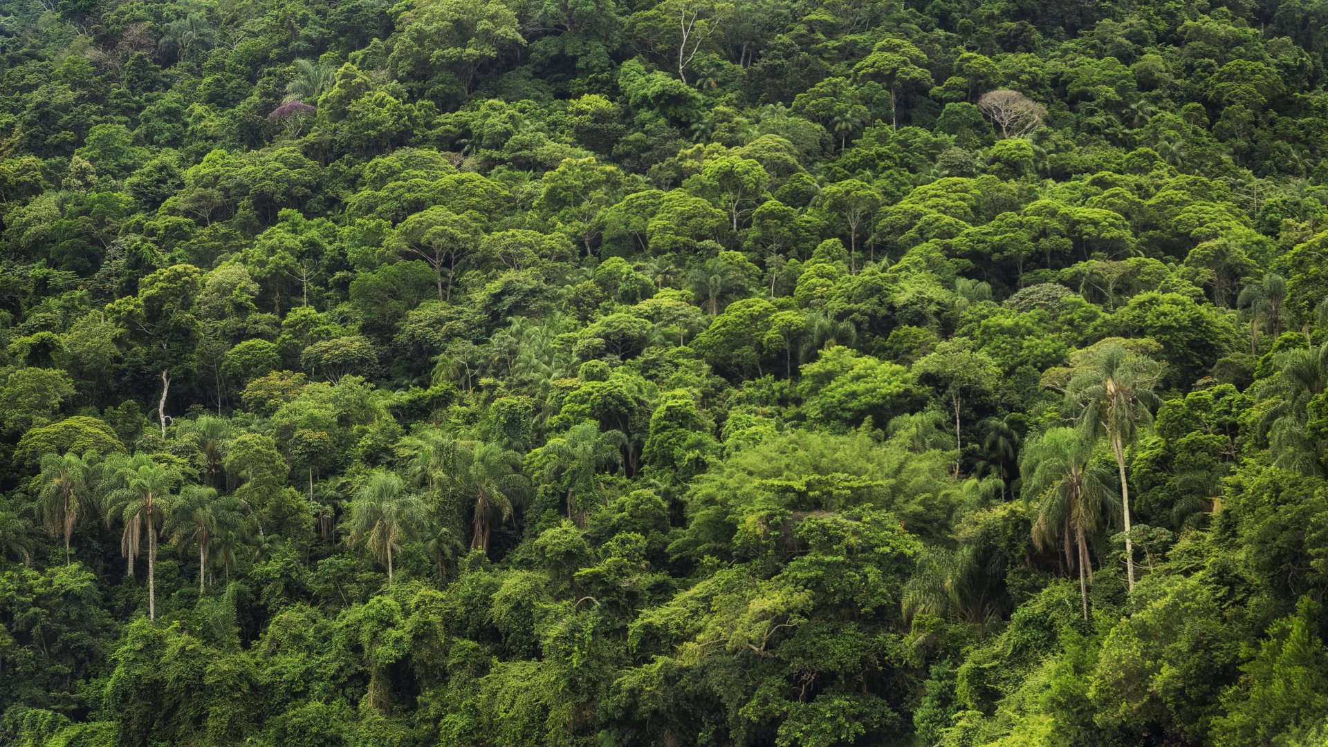 canopee-arbes-amazonie-perou