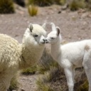 Bébé alpaga et sa mère, Andes, Pérou