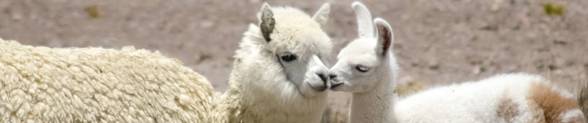 Bébé alpaga et sa mère, Andes, Pérou