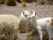 Bébé alpaga et sa mère, Andes, Pérou