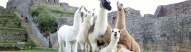 Famille de Lamas sur le Machu Picchu, Pérou