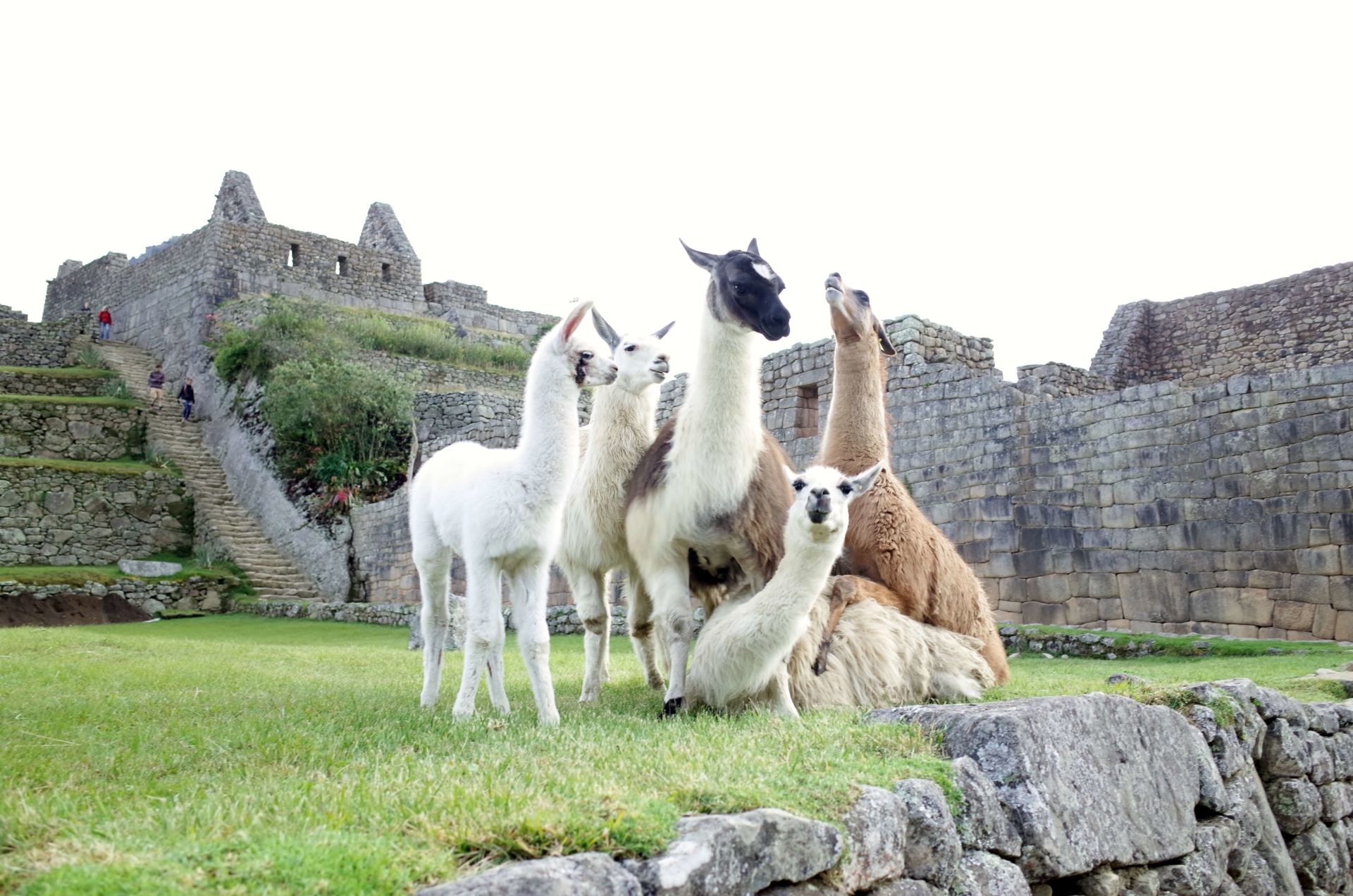 Famille de Lamas sur le Machu Picchu, Pérou