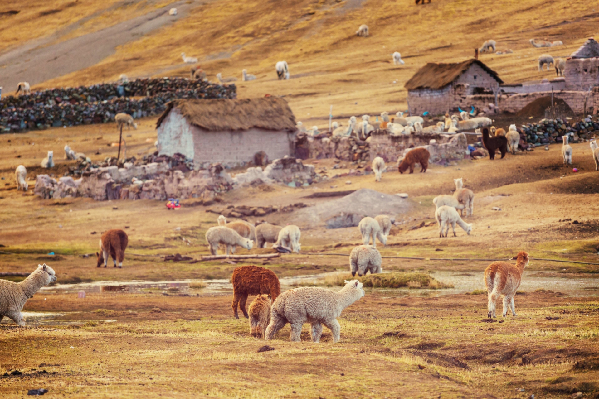 Ferme d'Alpagas, Andes, Pérou