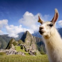 lama-machu-picchu-perou