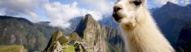 lama-machu-picchu-perou