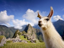 lama-machu-picchu-perou