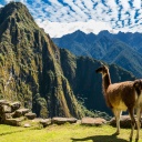 lama-site-machu-picchu-perou