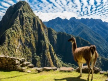 lama-site-machu-picchu-perou