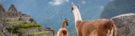 Bébé lamas et sa mère, site Machu Picchu
