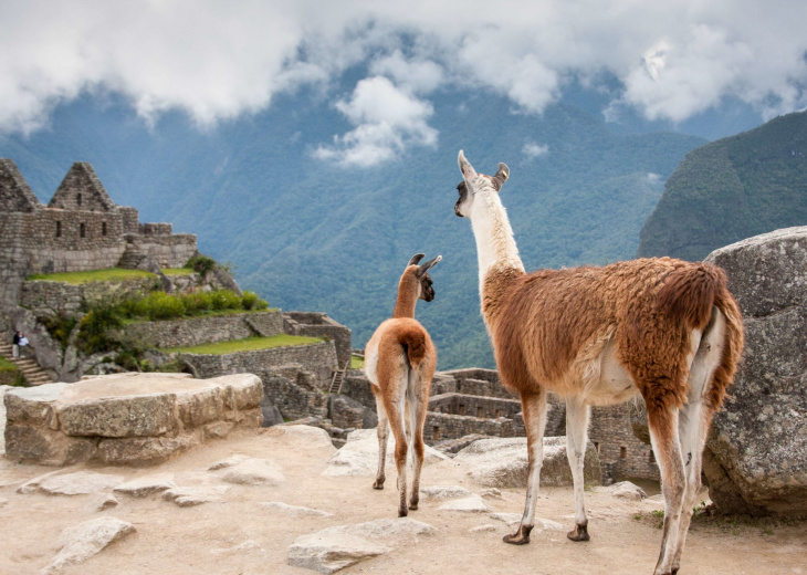 Bébé lamas et sa mère, site Machu Picchu