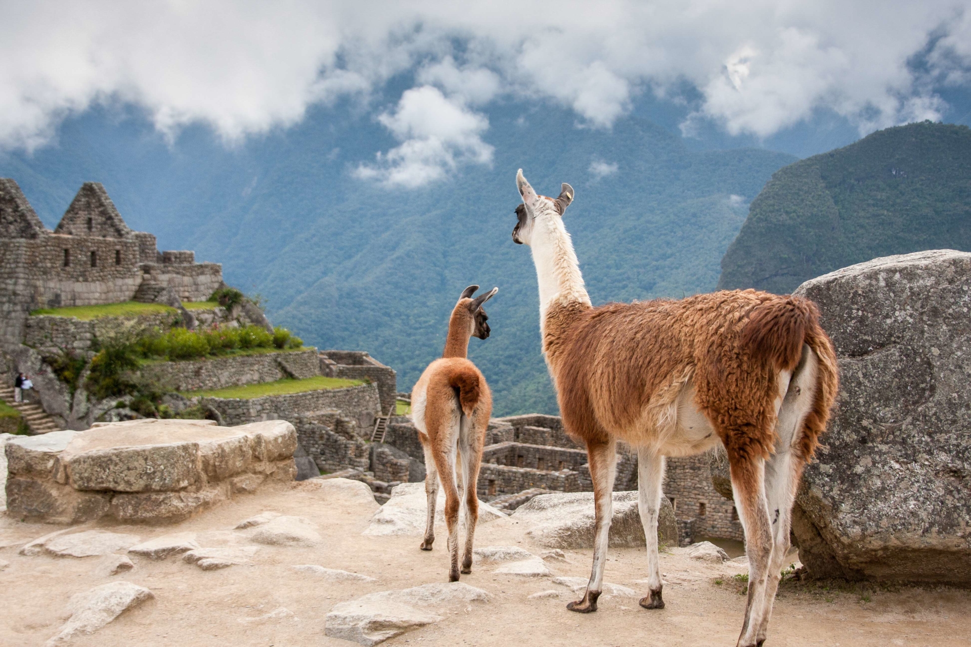 Bébé lamas et sa mère, site Machu Picchu