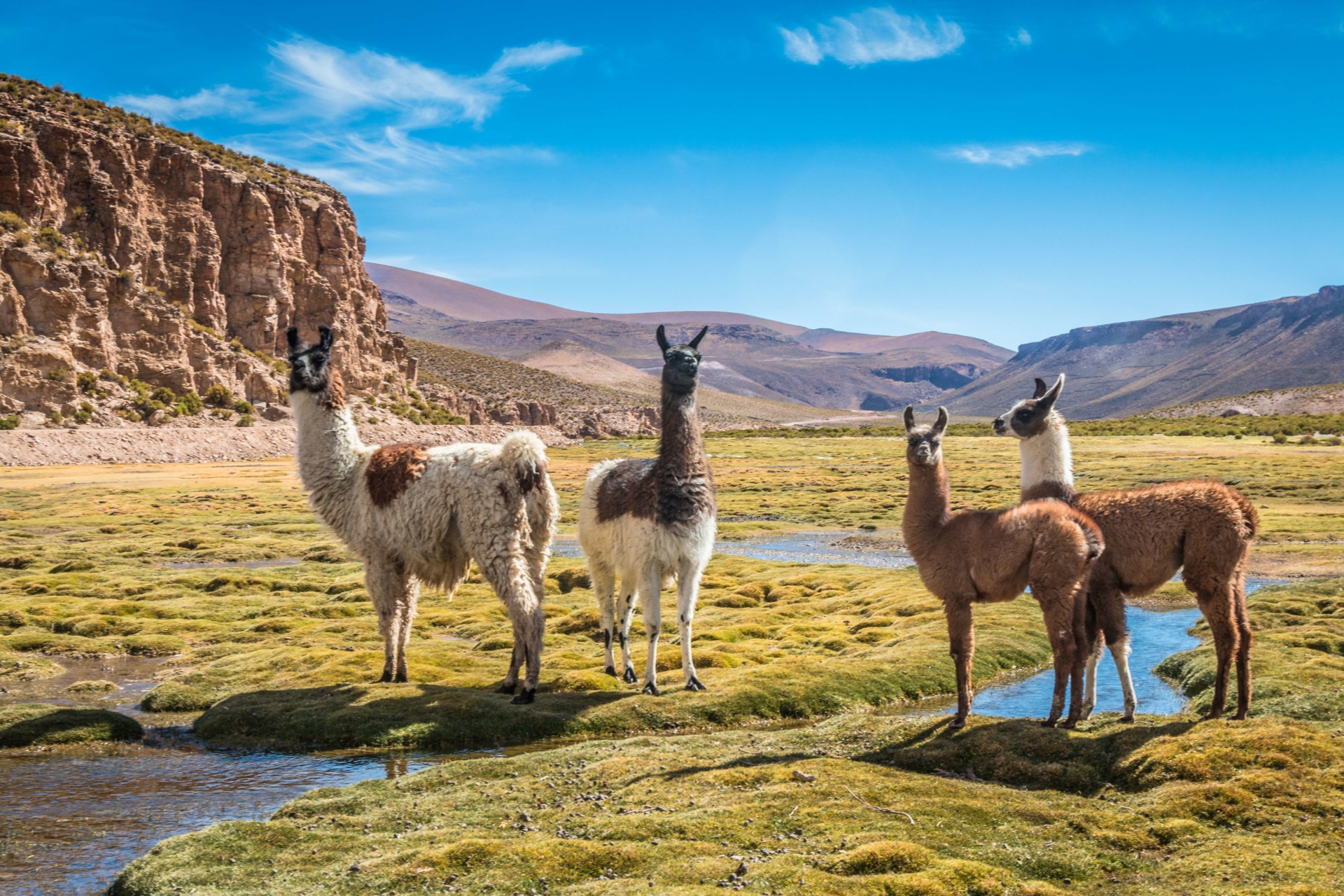 lamas-pampa-perou