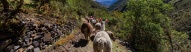 lamas-randonnee-andes-perou