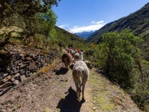 lamas-randonnee-andes-perou