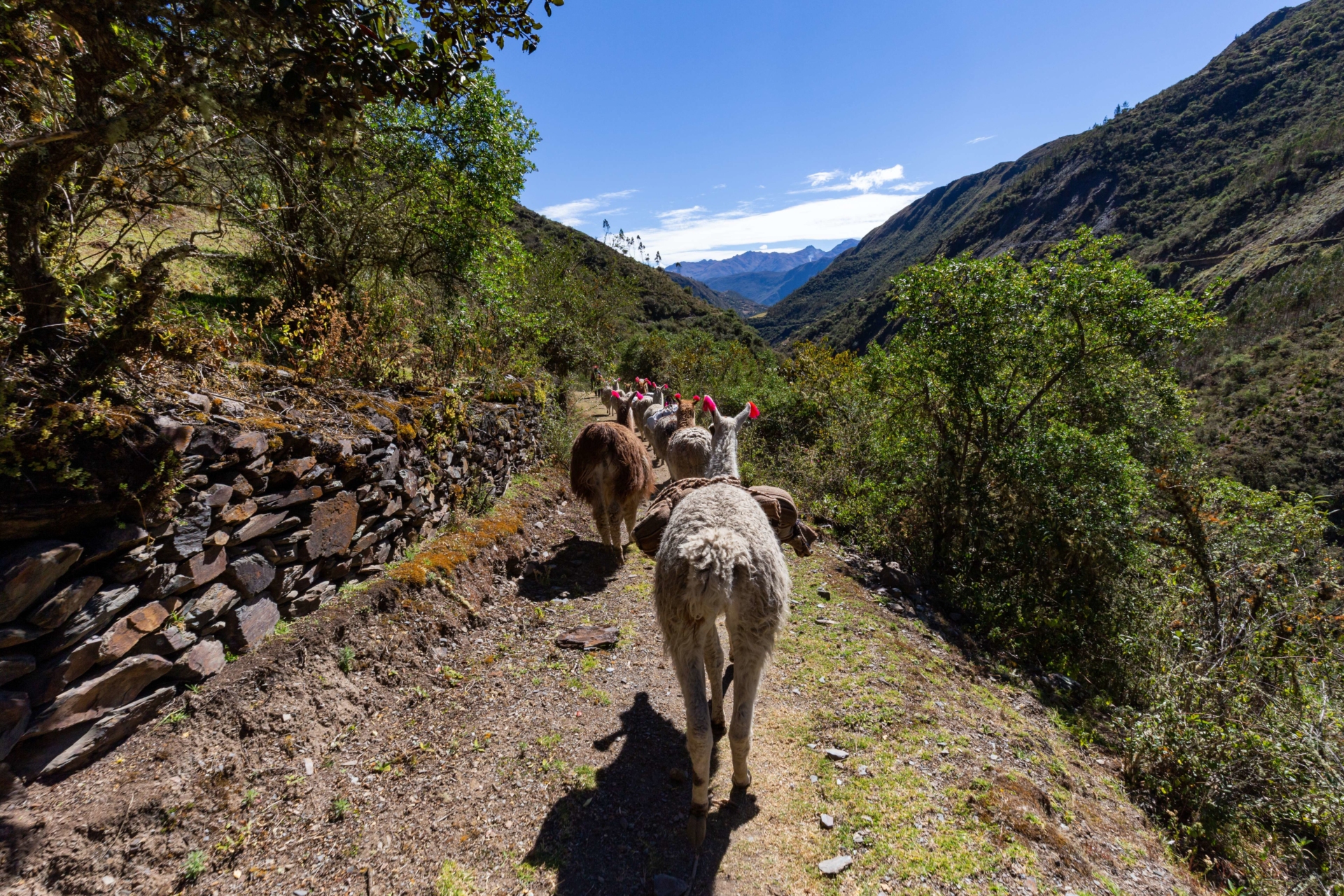 lamas-randonnee-andes-perou
