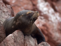 lion-mer-iles-ballestas-animaux-perou