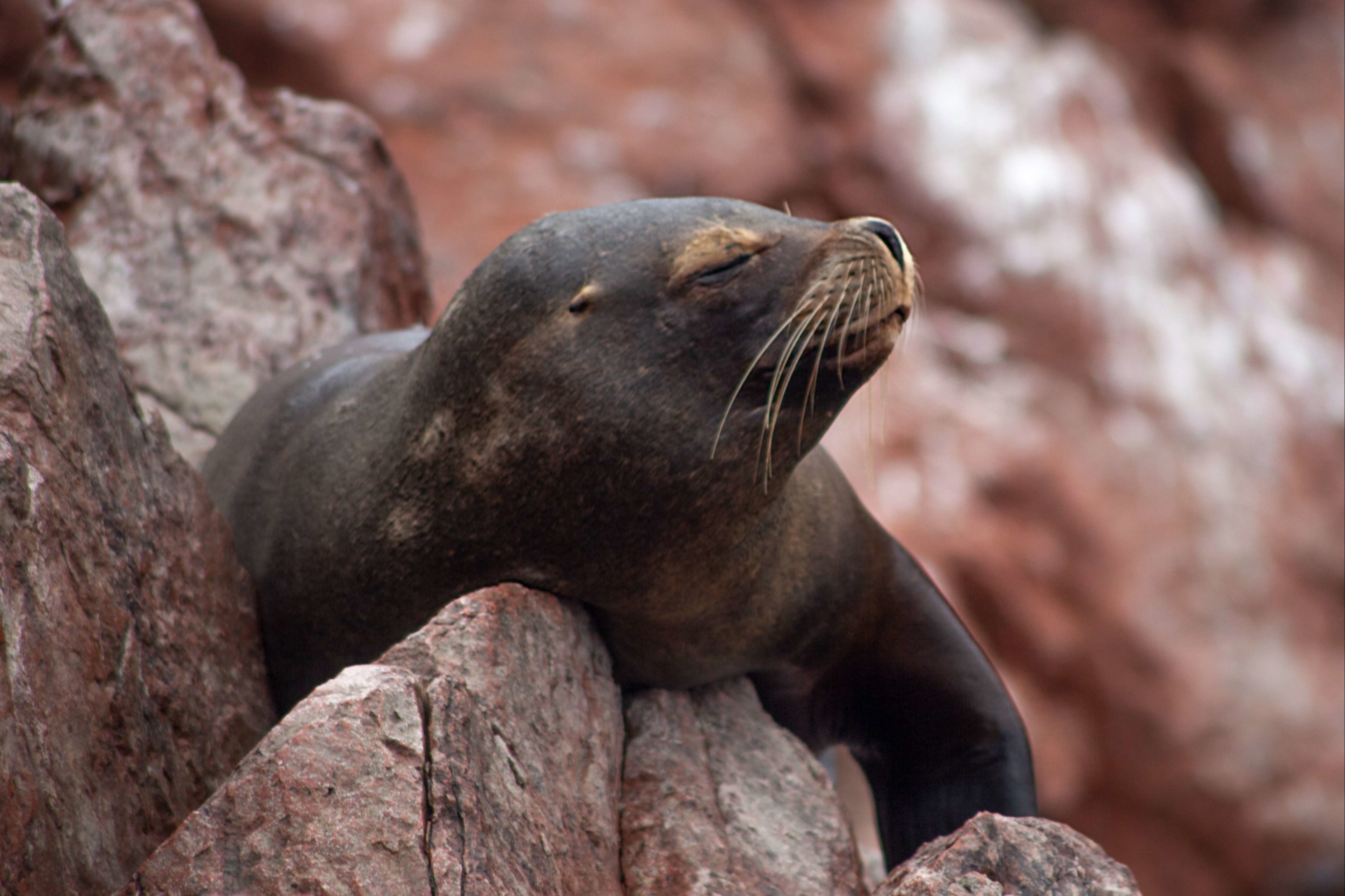 lion-mer-iles-ballestas-animaux-perou