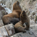 Lions de mer, Iles Ballestas, Paracas, Pérou