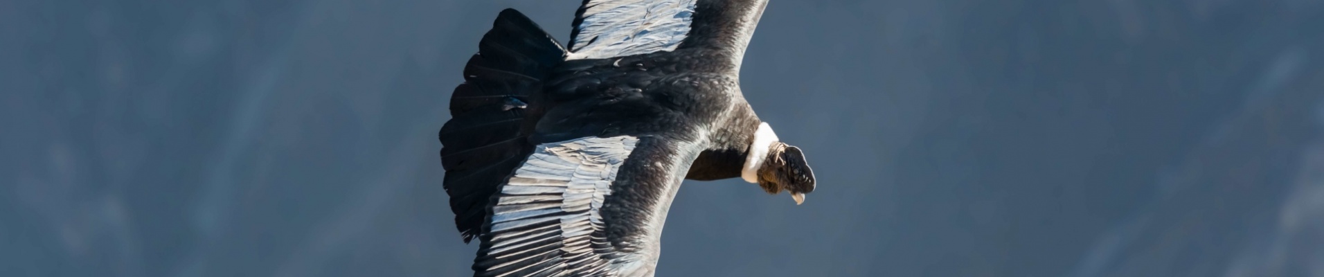 Vol du Condor, Canyon de Colca, Pérou