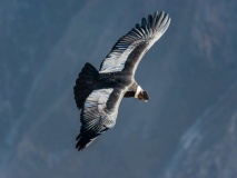 oiseau-condor-ande-perou