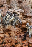 peinguins-paracas-ballestas-perou