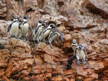 peinguins-paracas-ballestas-perou