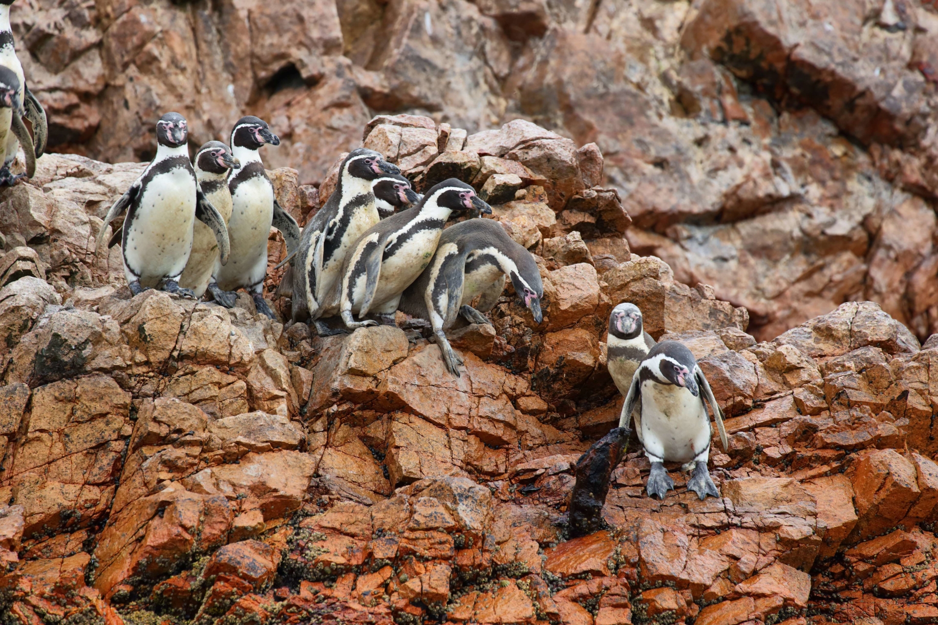 peinguins-paracas-ballestas-perou