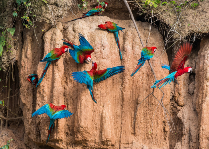 Perroquets, Amazonie, Pérou