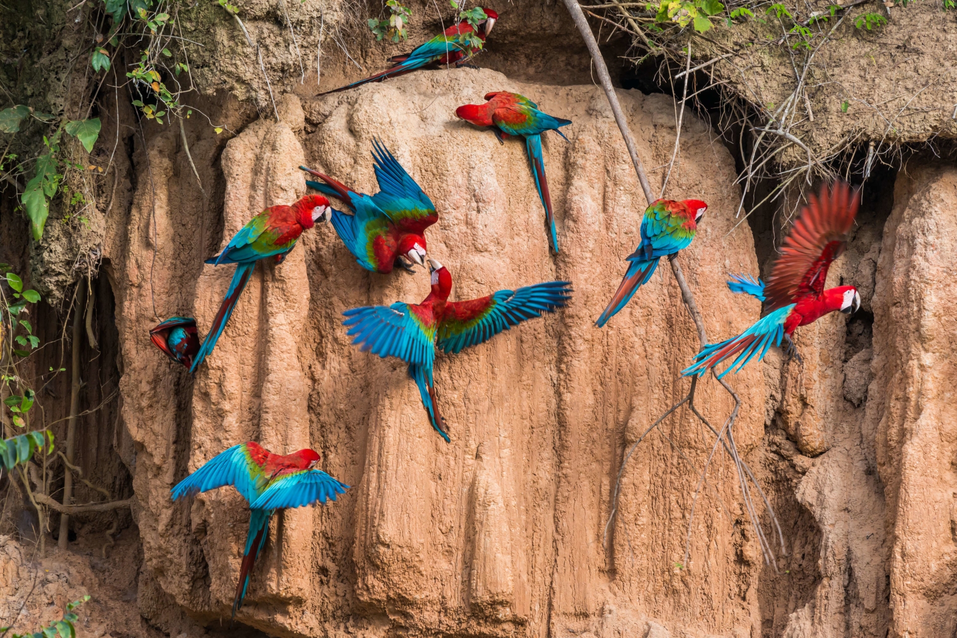 Perroquets, Amazonie, Pérou