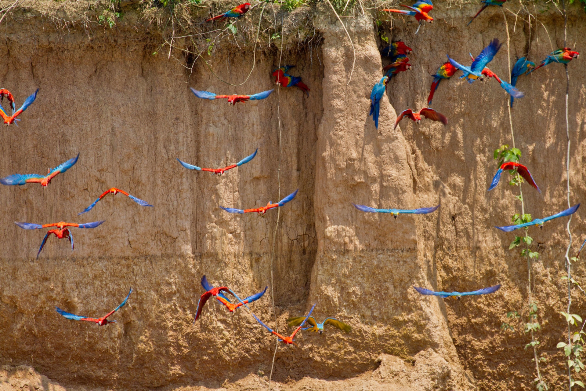 perroquets-amazonie-perou