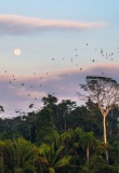 puerto-maldanado-manu-national-park-perou